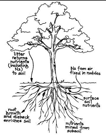 N-fixing-Tree.JPG