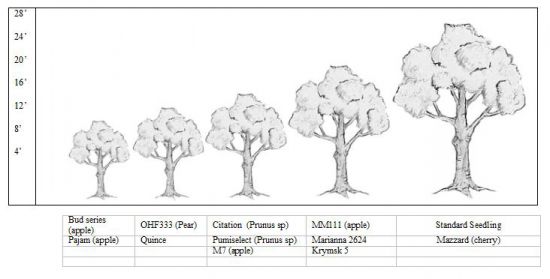 Rootstocks.JPG