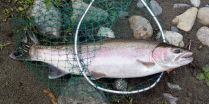 Steelhead Fishing at Sandy Bar Ranch