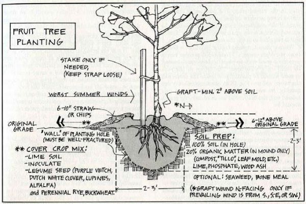 Tree-Planting.jpg